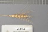 Click for 1 image(s) for this accession. Spike